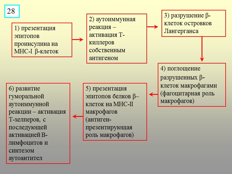 1) презентация эпитопов проинсулина на МНС-I β-клеток 28 2) аутоиммунная реакция – активация Т-киллеров